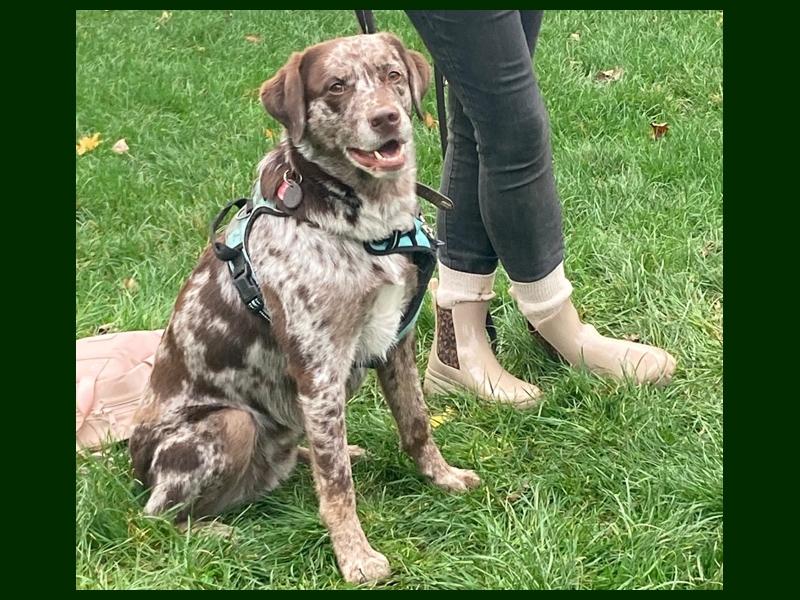 Hundehaltungokt20259